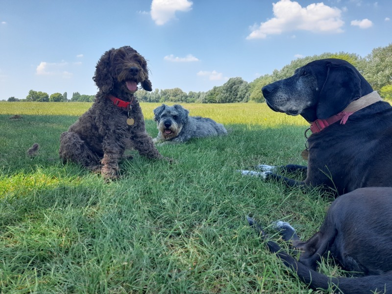 Any dog lovers here?