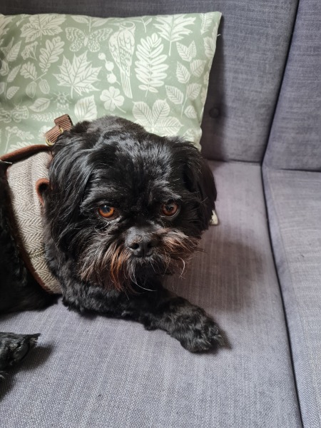 Chew toy for a gentle dog - shih tzu