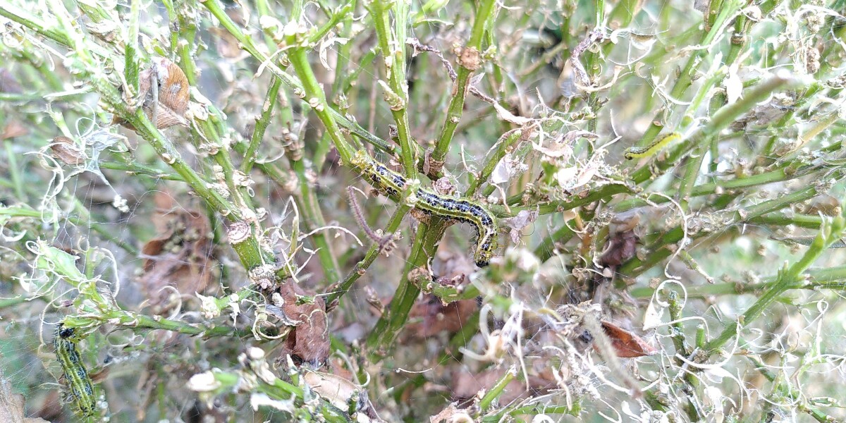 What Has Happened To My Box Hedge