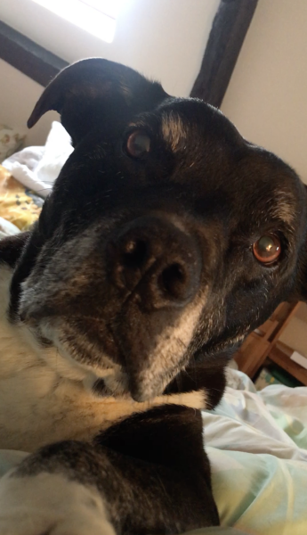 Bull breeds 'Nanny Dog' myth