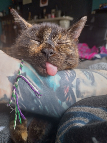Further Adventures of the Excellent Cats