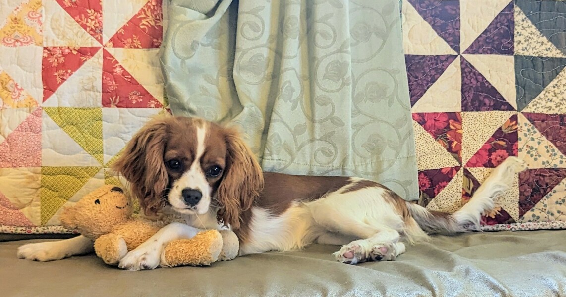 Puppy survival thread part 2
