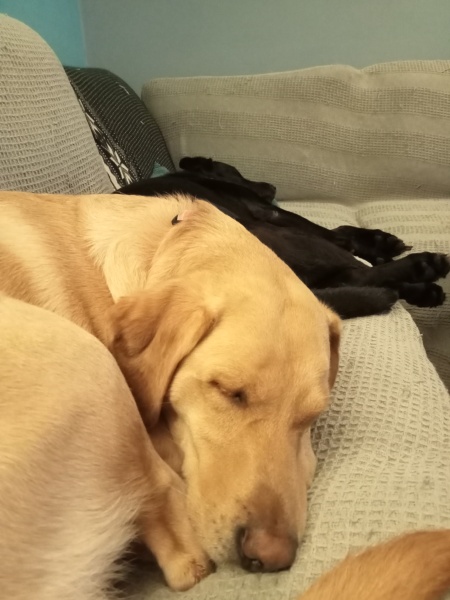 To start a positive dog thread