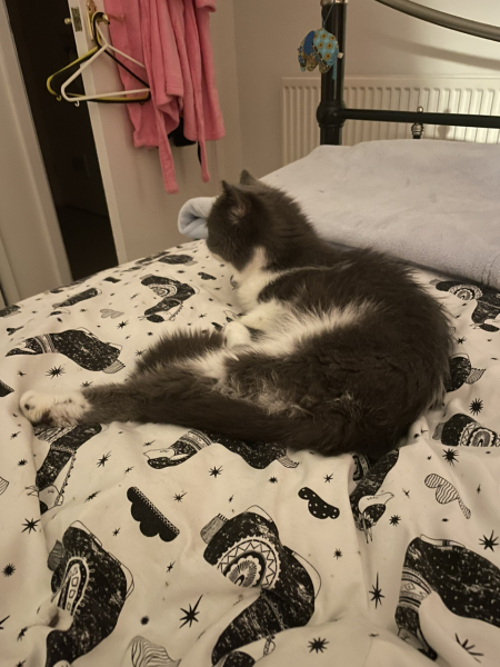 Potential new inmate at Toddler Towers.