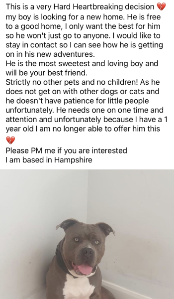 Bully dog attacks random passers by in Birmingham
