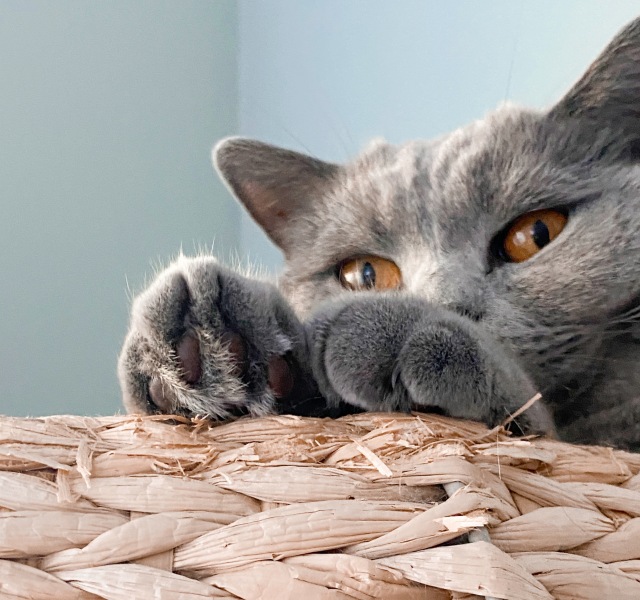 Thread 10 - TalkLair: “The candle flame gutters. Its little pool of light trembles.”