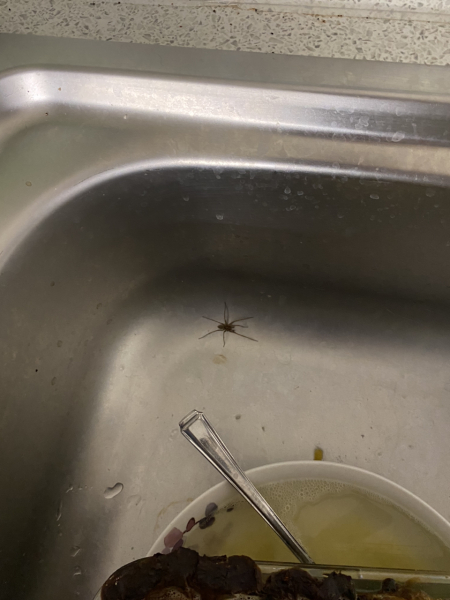 Do you think spiders are surprised when people are kind to them?