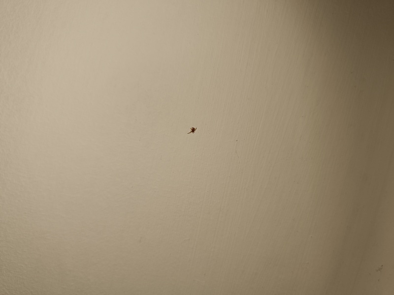 Are these mites or spiders? Do I need to hire a pest control services?