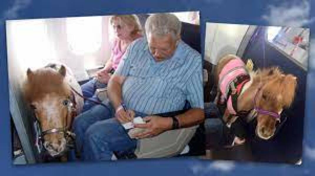 To want to take my 12kg dog in the plane cabin