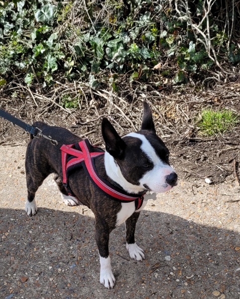 Any dog lovers here?