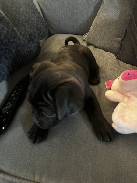 Full pug?