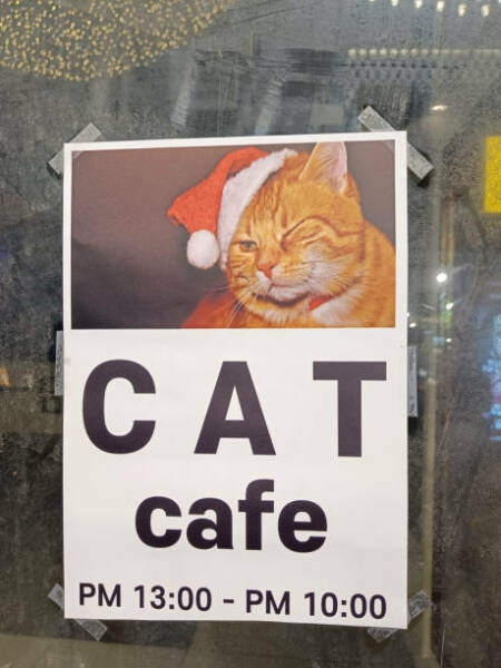 Further Adventures of the Excellent Cats