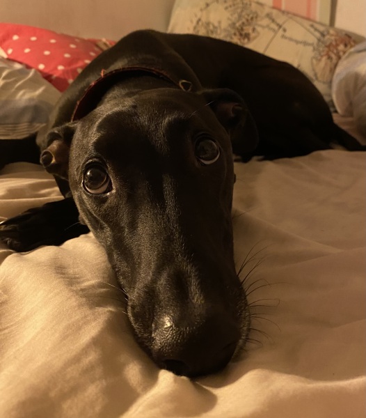 I'm in bed with COVID and utterly miserable. Can I see pics of your pets/favourite memes or favourite jokes?