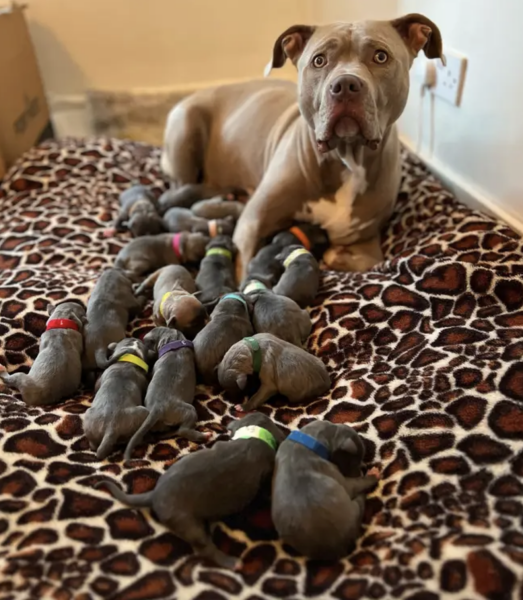 American Bully XL to be banned by end of year