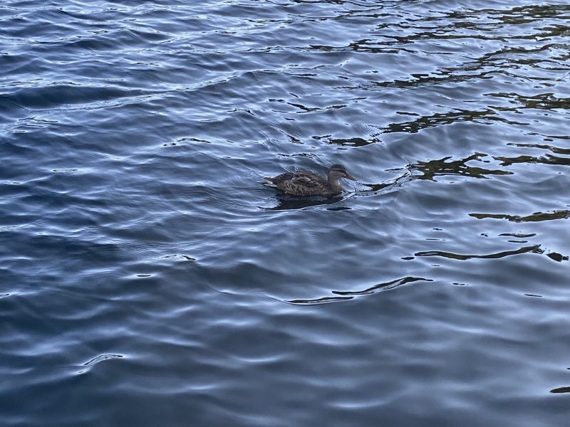 Come and tell me your dull and unexciting news 26: Calmly through the day 