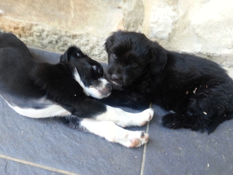 To think that dogs are not born anxious