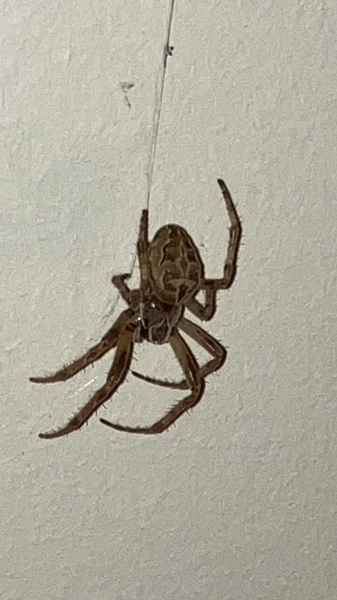 Just wanted to show off this bad boy (don't look if you don't like spiders)