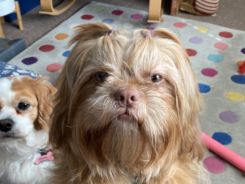 Chew toy for a gentle dog - shih tzu