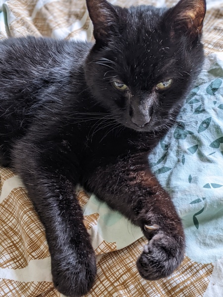 A thread for older cats 10+