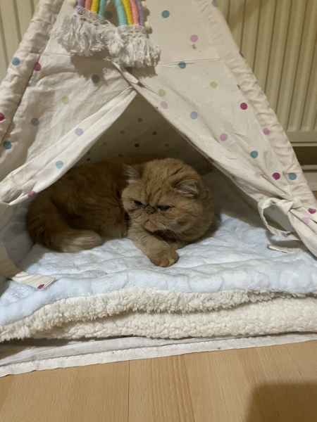 Potential new inmate at Toddler Towers.