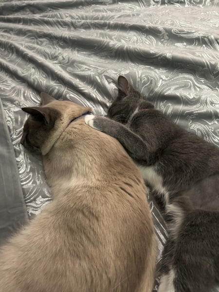 I'm in bed with COVID and utterly miserable. Can I see pics of your pets/favourite memes or favourite jokes?