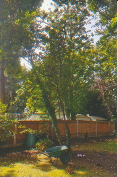 To plant climbing rose on ivy-covered tree - eliminate ivy first?