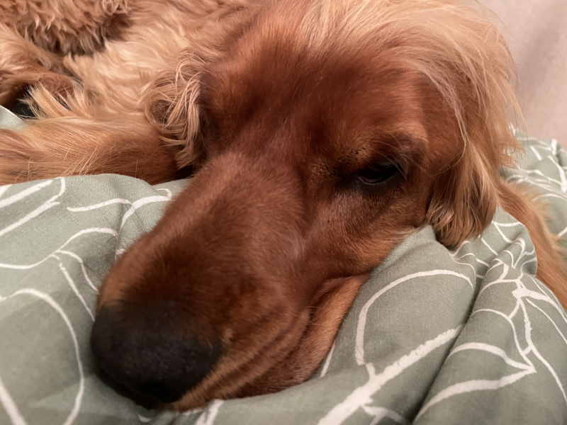 Dark Academia - anyone who loves this style?