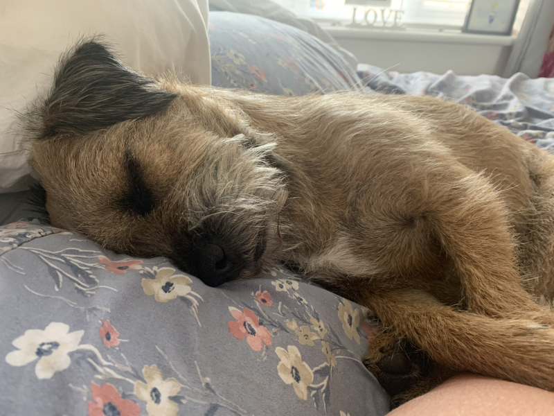 Please tell me about your Border Terriers