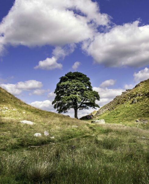 Sycamore Gap - tree has been felled!