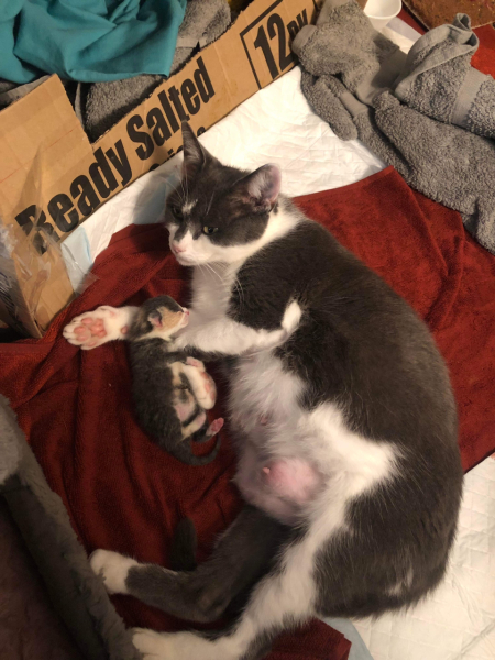 How long does it take for cat to deliver all the kittens?
