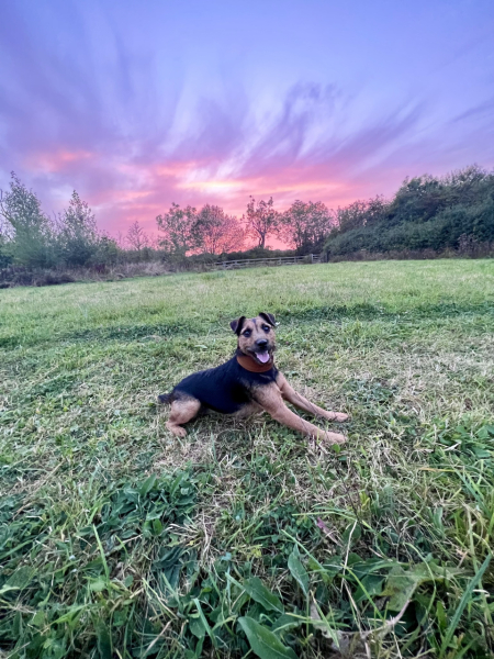 To start a positive dog thread