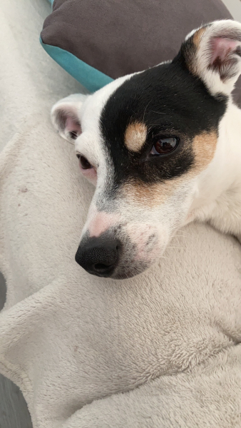 If you meet a little white terrier with a cute black marking over one eye ....