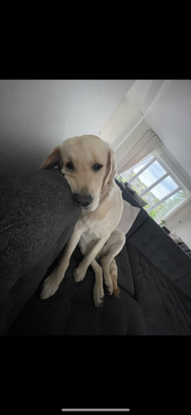 To start a positive dog thread