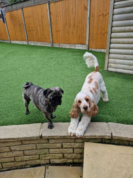 Am I mad to be thinking of getting a cocker spaniel as first time dog owner?