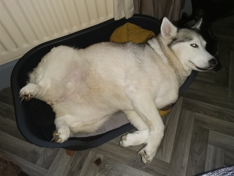 To start a positive dog thread