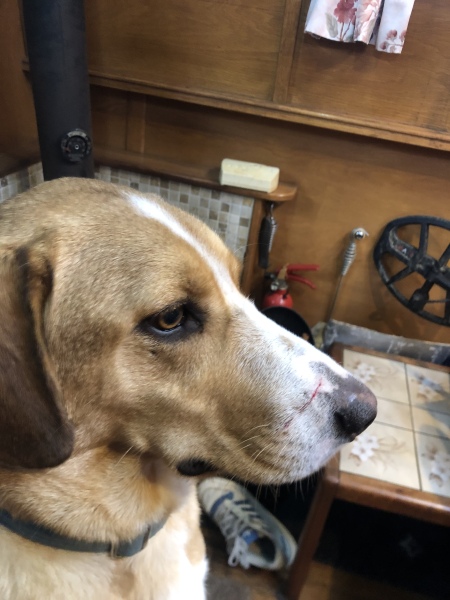To start a positive dog thread