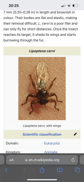Eek what is this? Spider? Something else