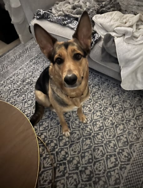 Any dog lovers here?