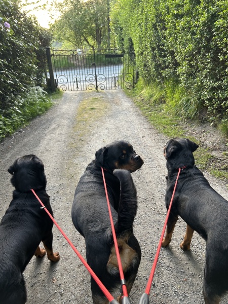 Is a larger dog right for us?