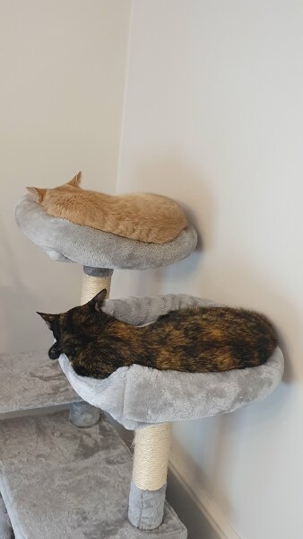 Why does my cat like me again?