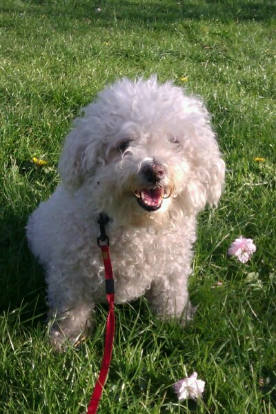 Let’s see your Bichon Frisées