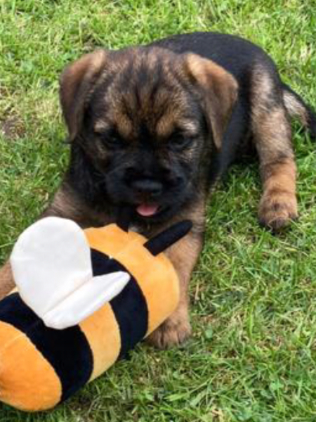 Puppy survival thread part 2