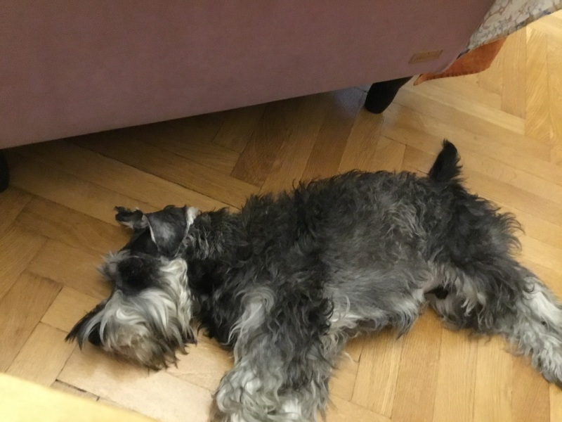 Has anyone decided that dogs aren't allowed on couches now? And succeeded?