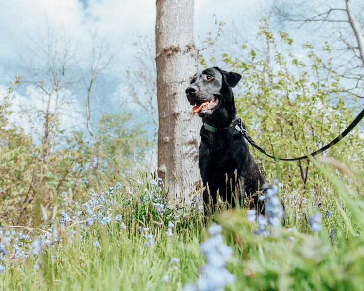 To start a positive dog thread