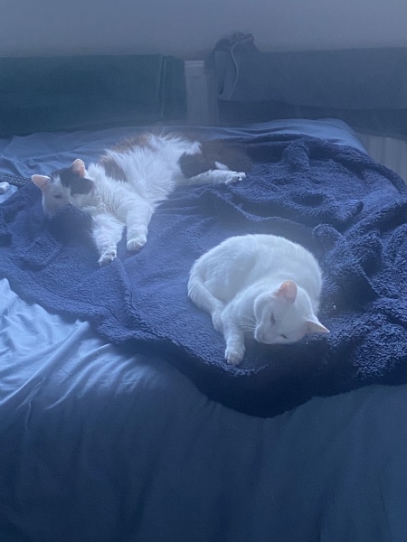 Cat pics to distract me