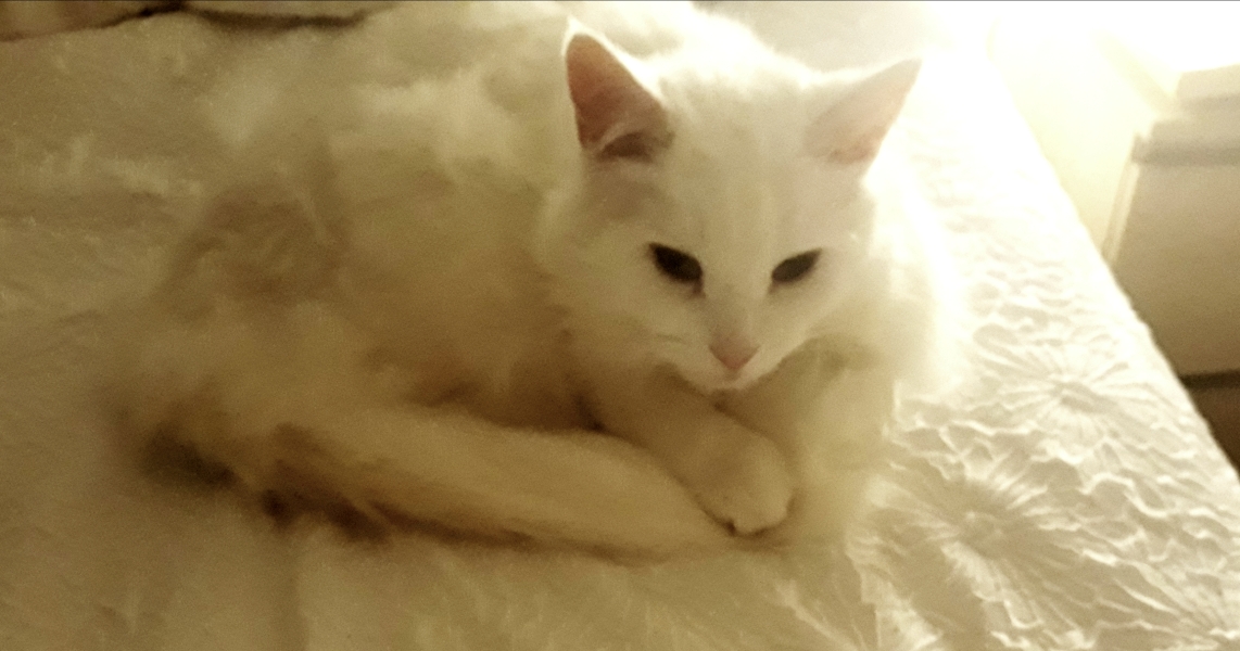 I'm in bed with COVID and utterly miserable. Can I see pics of your pets/favourite memes or favourite jokes?