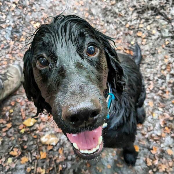 To start a positive dog thread