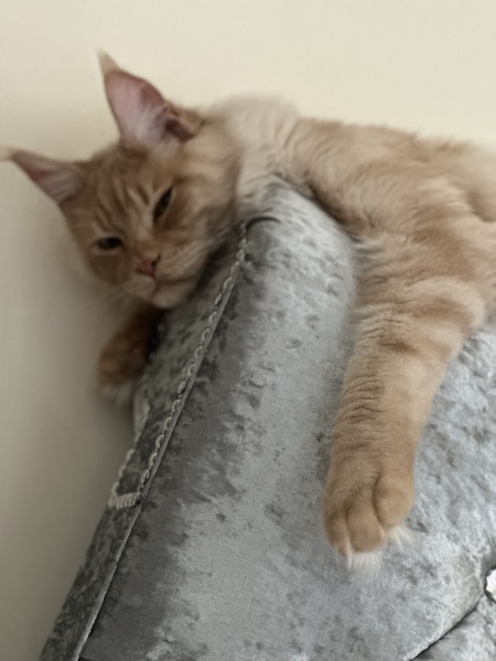 Please can I see your orange cats?