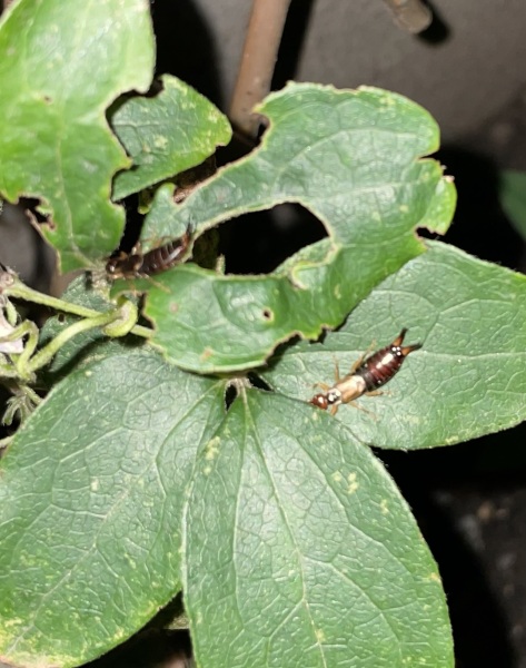 Why isn’t my clematis thriving? (Pictures!)