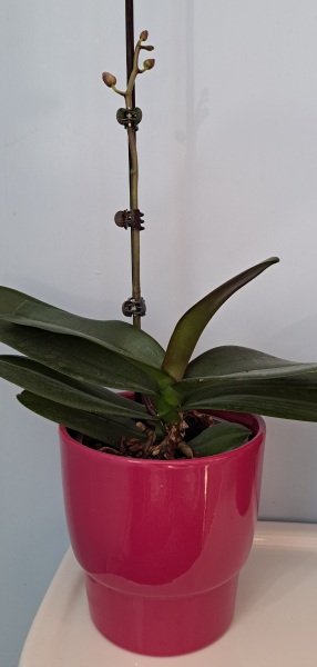 Orchid help!